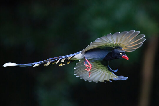รูปภาพFly – เลือกดูภาพถ่ายสต็อก เวกเตอร์ และวิดีโอ10,774,314 | Adobe Stock