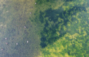 Top view of a green transparent pond