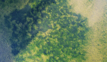 Top view of a green transparent pond