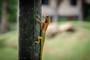 Lizard on a pole