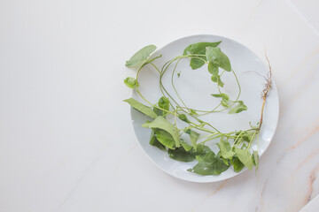  Lunch for losing weight. Diet concept, healthy food menu. Green plant with root in a plate on a white table, top view
