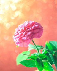 Summer blossoming rose, rosehip, bokeh flower background.