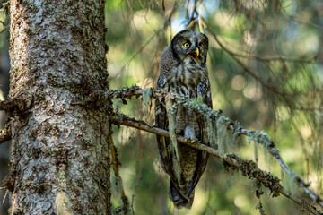 Close view of a large owl howling in a tree in the forest