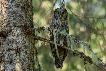 Close view of a large owl sitting in a tree in a forest in Sweden