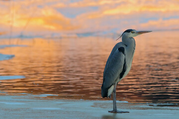 Grey heron. Bird in winter. Ardea cinerea