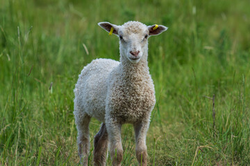 Cute and curious white lamb standing in a green pasture looking straight at the camera