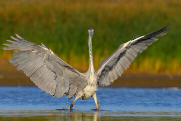 Grey heron. Bird. Ardea cinerea