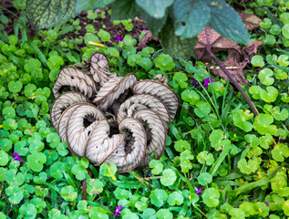 Curly Leaf