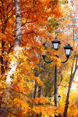 Autumn natural background with lantern lamp with texture of yellow foliage of rowan and birch...