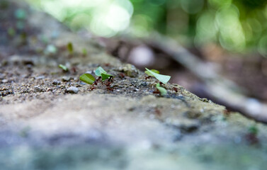 Ants