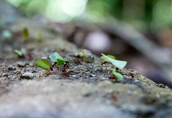 Ants