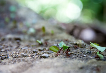 Ants