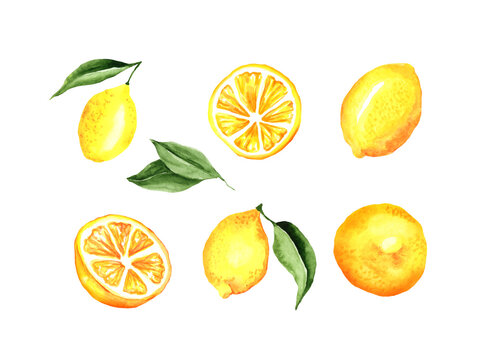 Lemons Watercolor Set. Lemons and leaves. Vector artistic collection isolated on white. Elements for party decorations