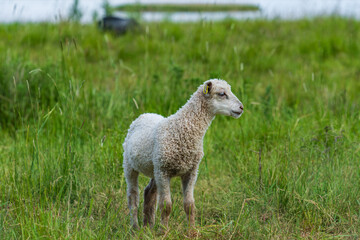 Single white lamb standing in a green pasture