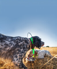 Pointer pedigree dogs drinking water after training