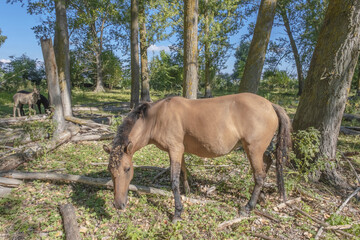 Fototapeta premium Hutsul horses released Rewilding Europe / Rewilding Ukraine on Tataru island - Regional Landscape Park 