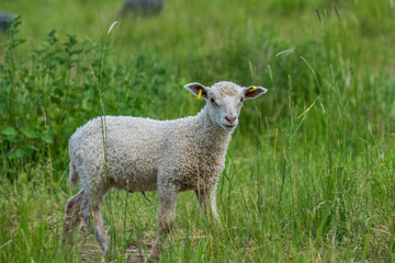 Cute white lamb standing in a green pasture looking at the camera © Magnus