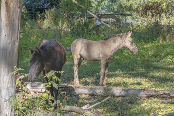 Hutsul horses released Rewilding Europe / Rewilding Ukraine on Tataru island - Regional Landscape Park 