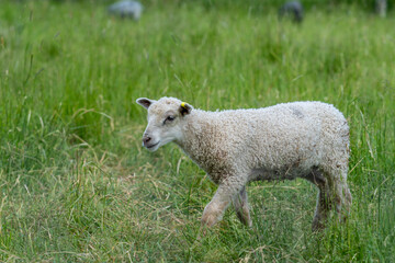 Naklejka na ściany i meble Young white lamb standing in a green pasture