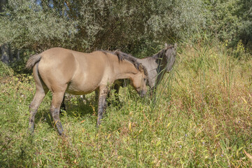 Naklejka na ściany i meble Hutsul horses released Rewilding Europe / Rewilding Ukraine on Tataru island - Regional Landscape Park 