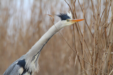 Grey heron. Bird. Ardea cinerea