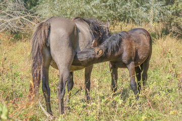 Hutsul horses released Rewilding Europe / Rewilding Ukraine on Tataru island - Regional Landscape Park "Izmail islands",  Tataru island, Chilia branch Danube Delta, Izmail, Odessa Oblast, Ukraine 