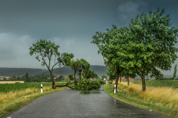 Umgekippter Baum Sturmschaden 