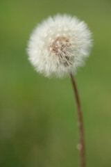 One white dandelion on a blurred green background