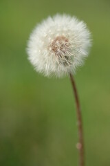 Fototapeta premium One white dandelion on a blurred green background