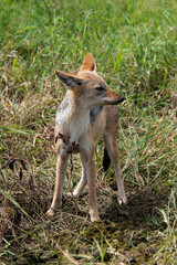 Chacal à chabraque, Canis mesomelas, Afrique