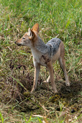 Chacal à chabraque, Canis mesomelas, Afrique
