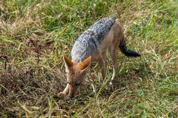 Chacal à chabraque, Canis mesomelas, Afrique