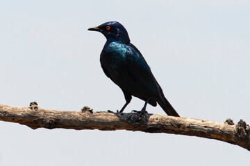 Choucador à épaulettes, rouges,.Lamprotornis nitens; Cape Starling