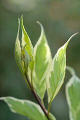 Obraz premium Fresh green leaves in summer illuminated by sunlight