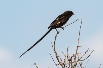 Corvinelle noir et blanc,.Urolestes melanoleucus, Magpie Shrike
