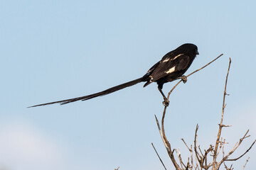 Corvinelle noir et blanc,.Urolestes melanoleucus, Magpie Shrike