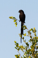 Corvinelle noir et blanc,.Urolestes melanoleucus, Magpie Shrike