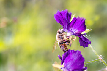 Bee pollinates Geranium phaeum „ Lilly Lovell“