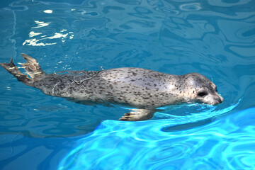 ゴマフアザラシ © 夢の国 どうぶつ