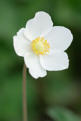 White anemone flowers on a background of green leaves.
