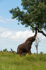 Fototapeta premium Éléphant d'Afrique, Loxodonta africana, Parc national Kruger, Afrique du Sud