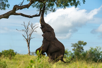 Fototapeta premium Éléphant d'Afrique, Loxodonta africana, Parc national Kruger, Afrique du Sud