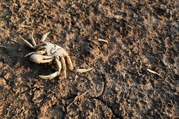 poor alone dead body crab on dry soil ground after water less in drought