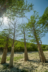 Lake Cypress in Sukko. Attractions of Anapa. Green lake. The nature of Russia. A dry lake. Changing of the climate.