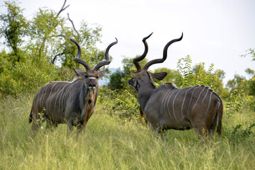 Grand koudou, Tragelaphus strepsiceros, mâle, Parc national Kruger, Afrique du Sud