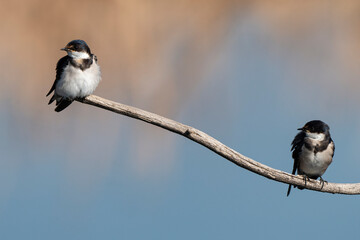 Hirondelle à gorge blanche,.Hirundo albigularis, White throated Swallow © JAG IMAGES