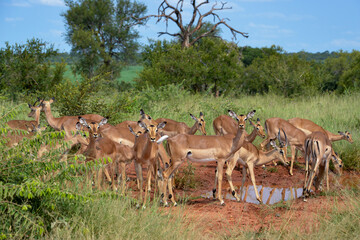 Impala, femelle, Aepyceros melampus