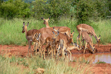 Impala, femelle, Aepyceros melampus