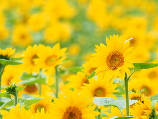 北海道の風景 パレットの丘