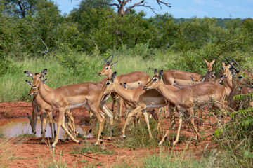 Fototapeta premium Impala, femelle, Aepyceros melampus